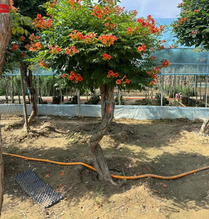 Dropshipping American Lingxiao Flower Seedlings Climbing Vines Indoor and Outdoor Courtyard House Plants Climbing Walls and Climbing Florals Blooming in All Seasons