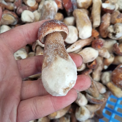 Yunnan Chilled Delicious Boletus White Onion Quick-frozen Fresh Boletus Preserved Boletus 1kg SF