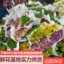 云南昆明小雏菊鲜花批发基地花直供小菊整扎直发团购花店用花