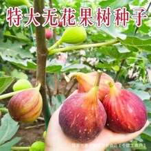�o�����N���ļ�ͥԺ���N�۹��̝{�����ɹ��������N�����߲˷N��