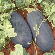 懒汉黑皮西瓜种子懒汉黑美人大果型黑皮西瓜种甜红肉四季可种