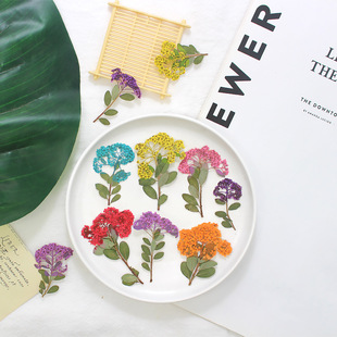 Spiraea small narcissus embossed dried flower specimen DIY photo frame fire paint seal drop glue real flower mobile phone case material bag