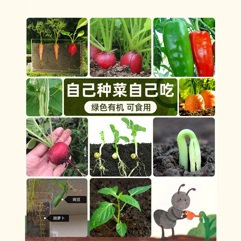 어린이 뿌리 시스템 심기 식물 관찰 상자 선샤인 룸 작은 화분 성장 퍼즐 과학 실험 세트 투명 상자