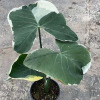 [Base direct supply] Observation plant small pot planting home net red plant flowers 0.5 gallon brocade leaf milk taro