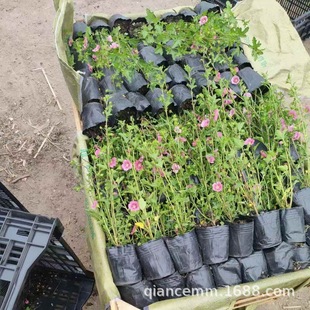 �ļ��_��Сľ����������҃����ԾGֲ���ܻ����L�̨ͥԺ�k����