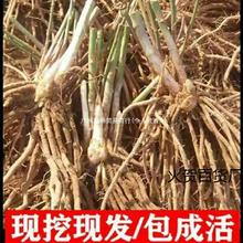 芦笋苗根蔬菜苗四季多年生阳台盆栽种植