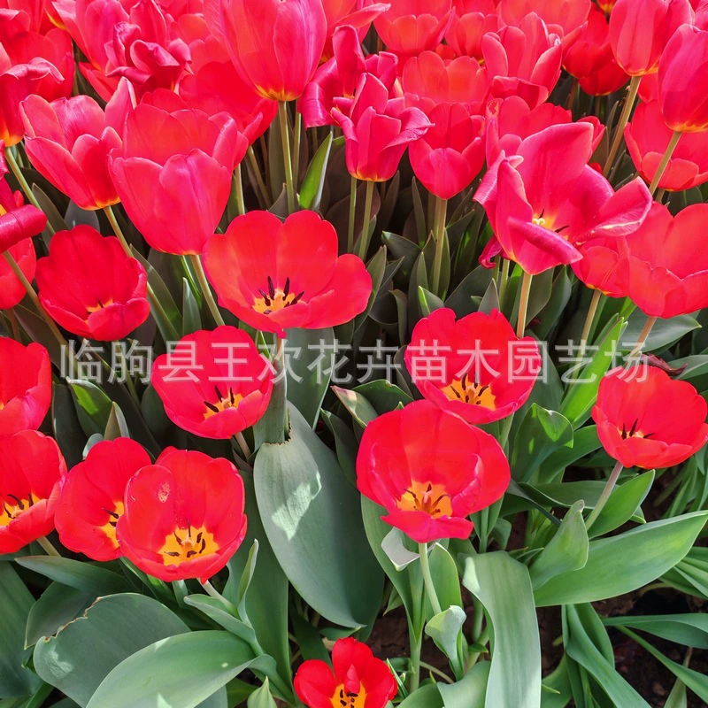 Доставка рассады тюльпанов из базы Цинчжоу, цветущие сорта различных тюльпанов, оптовая продажа луковиц и рассады тюльпанов.