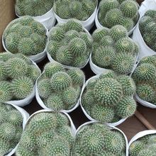 �����Ժö���ֲ���������ƽ�z����^��ڷ�ݗ��M�ϻ���