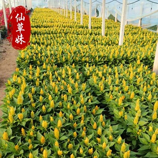 �u�ڻ����� ���ݻ������o�tһ֦�P �r��ݻ� �G�~һ֧�P�ݻ���