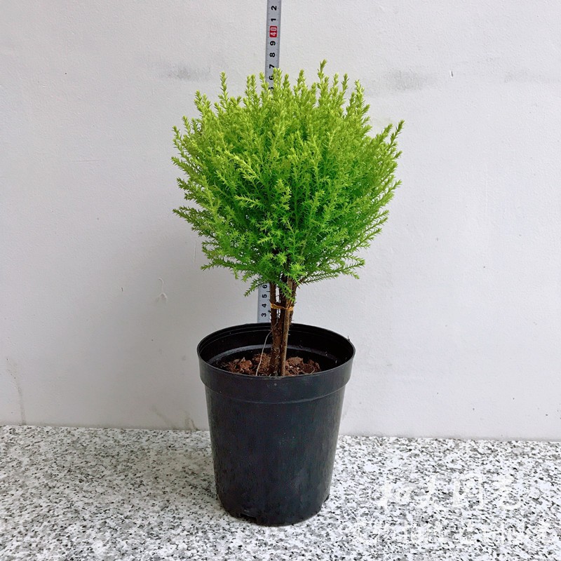 常绿盆栽 香松 圣诞小松树 香冠柏盆栽 皮球松盆栽 四季常绿耐养-阿里巴巴