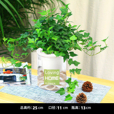 부티크 120 # 아이비 15-20cm [좋은 아침 분지] + 영양 용액