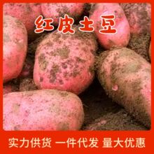 ��ϼtƤ���� ���l9�����r�F���R������푪���߲˴�����a��ֱ�l