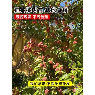 �Ҙ����޽��Ҙ���ˮ���Ҙ����S�Ҙ��箔��Y���Ϸ������Nֲ����