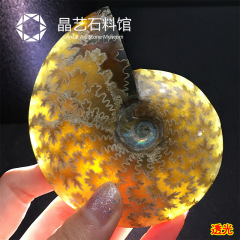 マダガスカル天然斑色螺化石転運螺菊石海螺古生物化石標本原石
