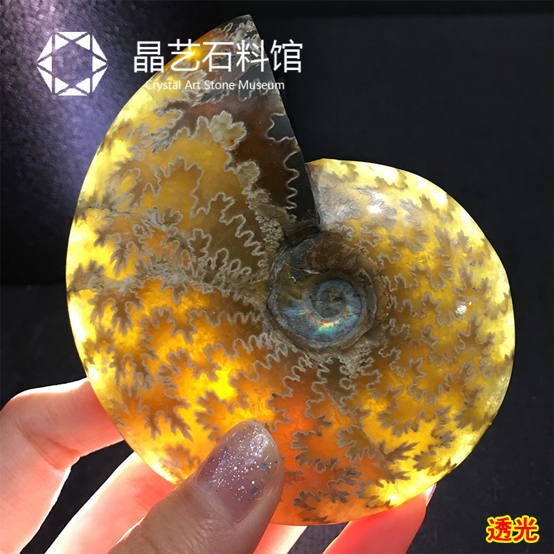 Madagascar Natural Snail Fossil Transporter Snail Ammonites Conch Paleontological Fossil Specimen Original Stone