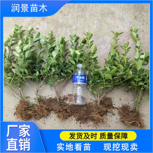 ������ľ����10�����lìǤ�����ϵ�l�_ֱ�����~������С��