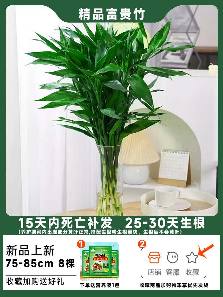 럭키 대나무 8그루 75-85cm, 무료 영양액