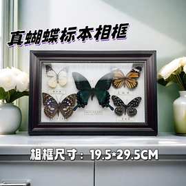 真蝴蝶标本棕 白色相框5只装幼儿园宝宝礼品家居工艺装饰创意摆台