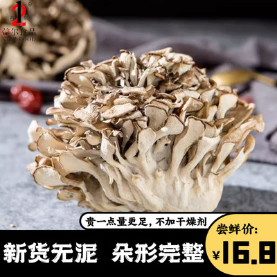 新貨慶元灰樹花幹貨無泥沙灰樹菇舞茸茶菊花菌栗蘑新鮮灰樹花批發