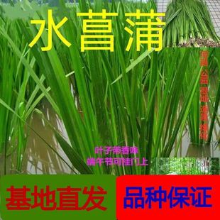 Dragon Boat Festival Water Calamus Hanging on the Door Wholesale Mugwort Mugwort Leaves Hydroponic Soil Culture Dragon Beard Root Indoor and Outdoor Water Quality Purification