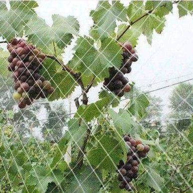 Прозрачная сеть сада против птиц сеть винограда против птиц сеть птицеводческая сеть сеть нейлоновая сеть защитная сеть бесплатная доставка