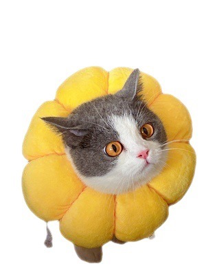Cat Elizabeth ring sunflower sterilization collar pet neck collar sterilization shame circle anti-licking and anti-scratch pet