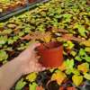[Direct supply of the base] Net Red -green potted potted flower home flowers 110#Red Golden Chanchen Leaf Taro