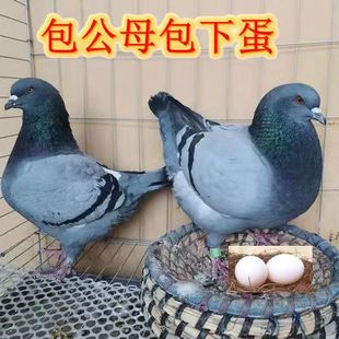 ����������ӻ���һ�����w���w������ԭ��N����������������