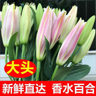 �r�����������������ֱ�l��ˮ�ٺϻ����fͬ��õ��520���˹�