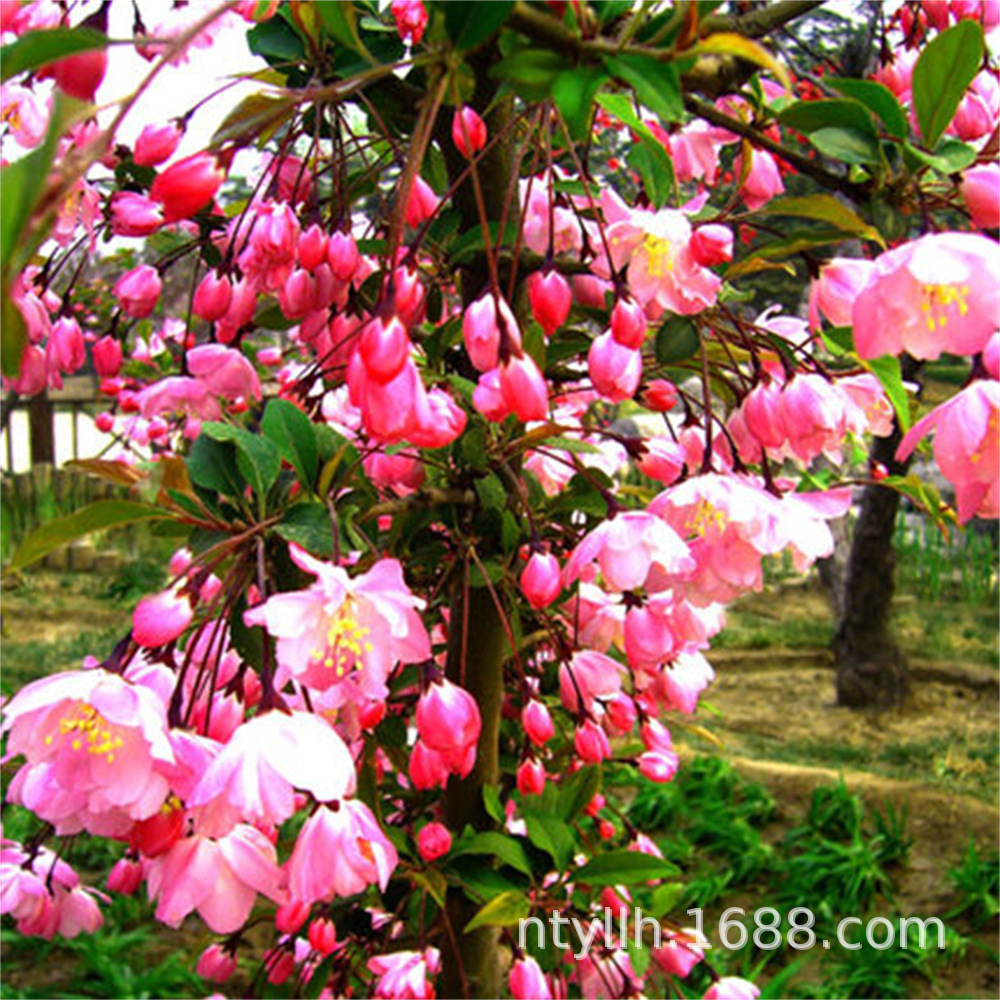 O1CN01z27Tjf1bAEpWaqHJB_!!2201