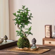 �Ϙ��������ľ����̦�\��ˮ��ֲ���҃��̨�k�����Gֲ�ļ�����