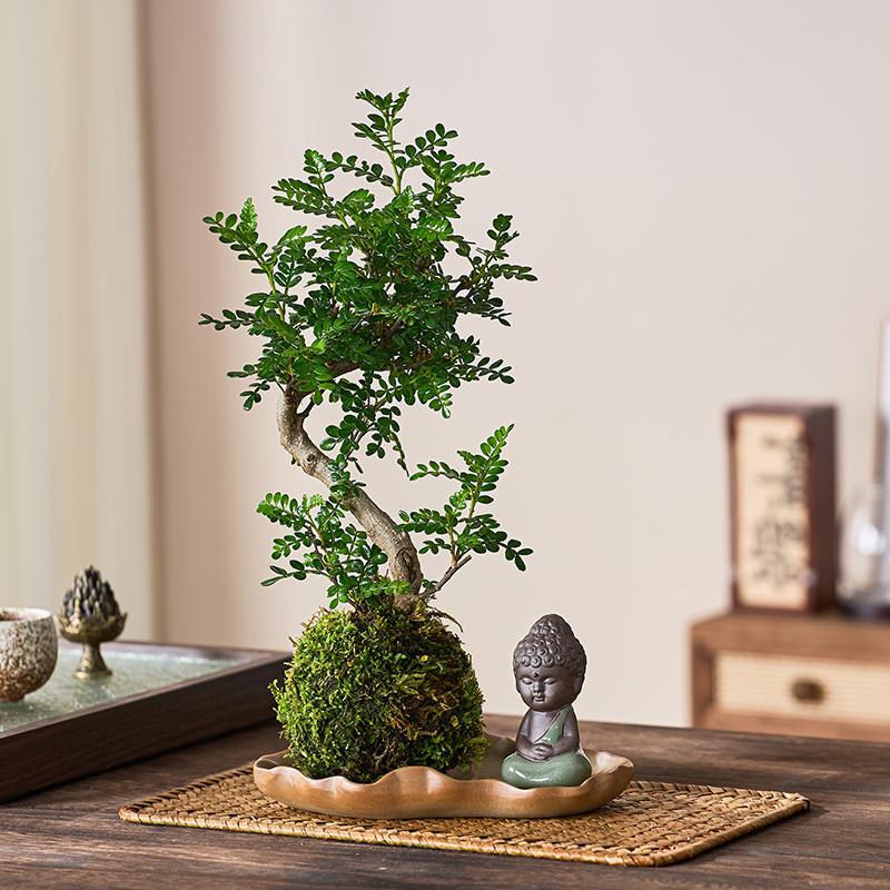 老桩清香胡椒木盆栽苔藓球水培植物室内阳台办公桌绿植四季常青