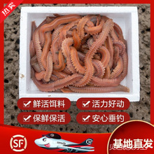 沙蚕活饵海蜈蚣海蚯蚓青虫活饵海钓饵鲤鱼饵野钓海钓活沙蚕