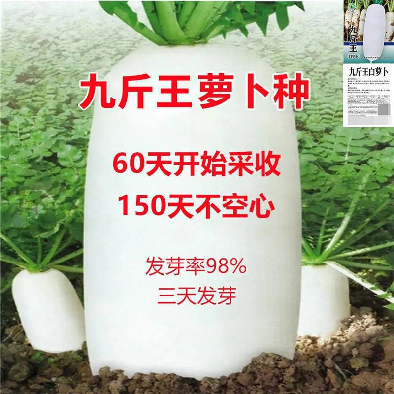 九斤王种子白萝卜种籽蔬菜种子不空心春不老种子特大四季秋季播种
