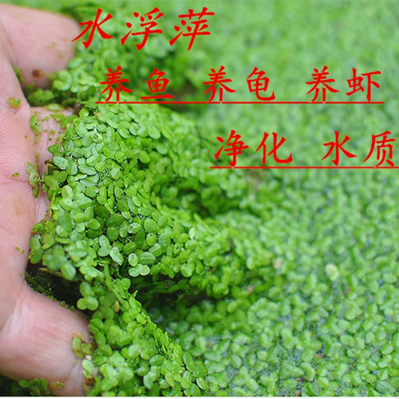 Водный гиацинт, водный гиацинт, рыбы, черепахи и креветки, водные гидропонные растения, гибискус, ландшафтный дизайн аквариума, четырехсезонная очистка воды.