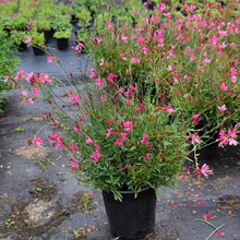 ǧ�B��ɽ�Ҳ����������ͺ��͟��ļ��_��ֲ��ͥԺ���������ܾGֲ