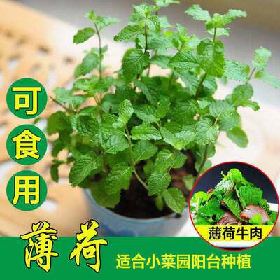 汕研檸檬食用薄荷種子 四季種植香草蔬菜種子 家庭陽台種植1斤