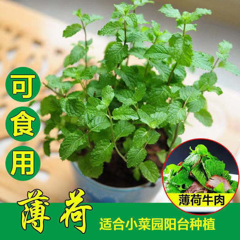 汕研柠檬食用薄荷种子 四季种植香草蔬菜种子 家庭阳台种植1斤|ru