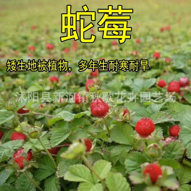 Семена Змеи Клубника Многолетние Садовое Покрытие Семена Цветов Обшивка Газона Сад Горшечные Семена Цветов