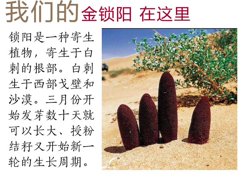 Cynomorium Songaricum Slices Suo Yang 500g Dried Herb for Tea Wine and Cooking quality and texture