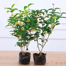 �ļ��𻨘�������԰������_��������ͥԺ�ļ��_���҃�ֲ���Ϙ�