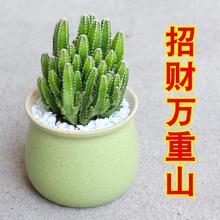 万重山不夜城芦荟仙人掌多肉植物花卉办公室桌面小盆栽植物防辐射