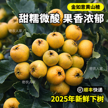 新鲜黄山楂鲜果 新品种甜山楂 新鲜时令水果金如意黄皮山楂泡酒
