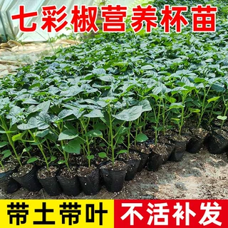 正宗广西七彩椒苗阳台庭院可种营养杯苗带土带叶五彩椒苗四季种植