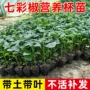 广西四季庭院正宗苗