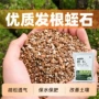 精选盆栽孵化多肉土壤