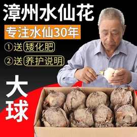 正宗漳州水仙花种球大球耐寒冬季开花好养活室内绿植花卉客厅阳台