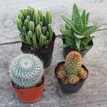 �������������ԾGֲ�_��������M���k���������f��ɽϲ��҃�ֲ��