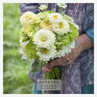 Zinnia Ruokai Blooms in All Seasons and Is Suitable for Planting Flower Seeds in Summer. Spring Sowing Outdoor Tasha's Garden