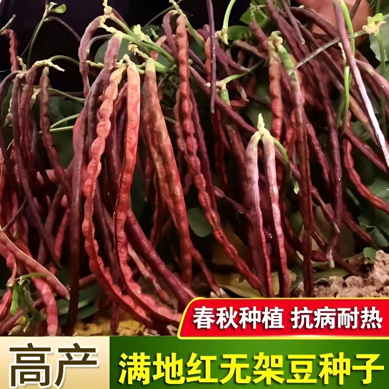 满地红无架豆角种子不用搭架早熟无架长豆角摘不败无筋红豆角豆籽